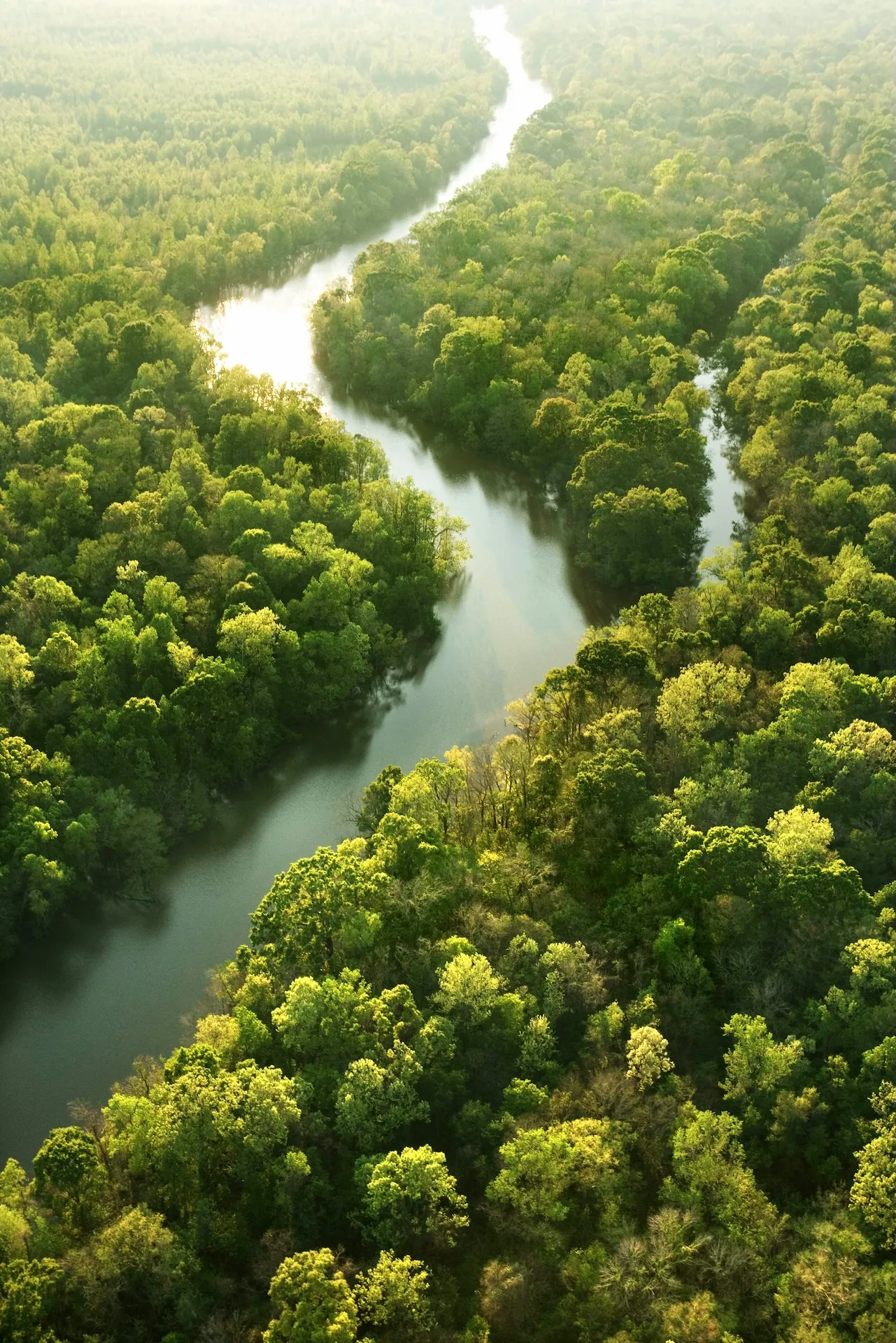 Aerial view of a river winding through dense rainforest